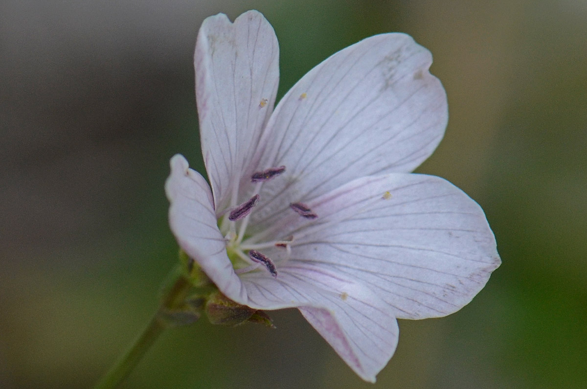 Linum tenuifolium / Lino a foglie strette